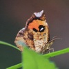 イカリモンガ