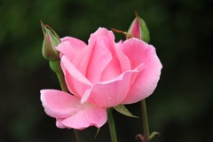 薔薇