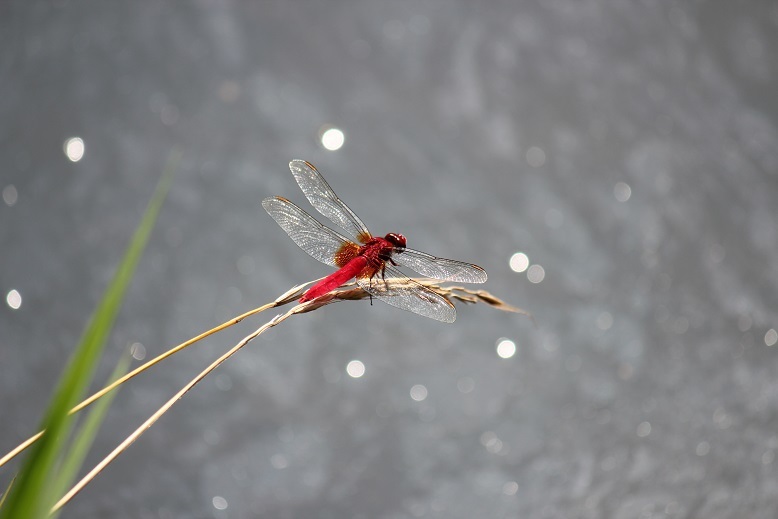 ショウジョウトンボ