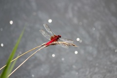 ショウジョウトンボ