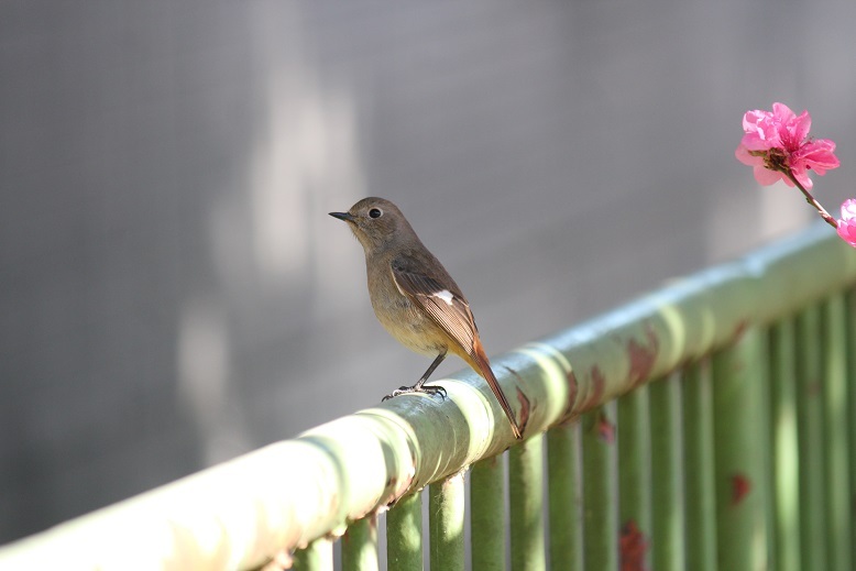 ジョビ子ちゃん