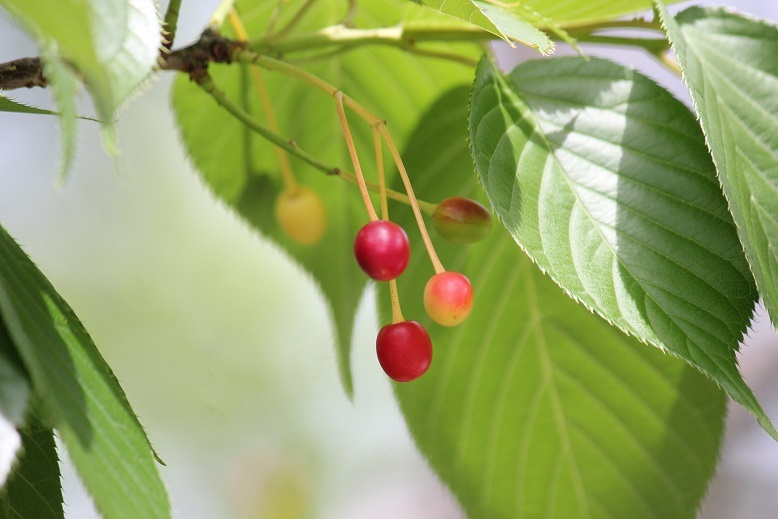 さくらんぼの実