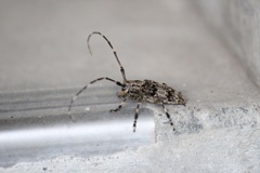 カミキリ