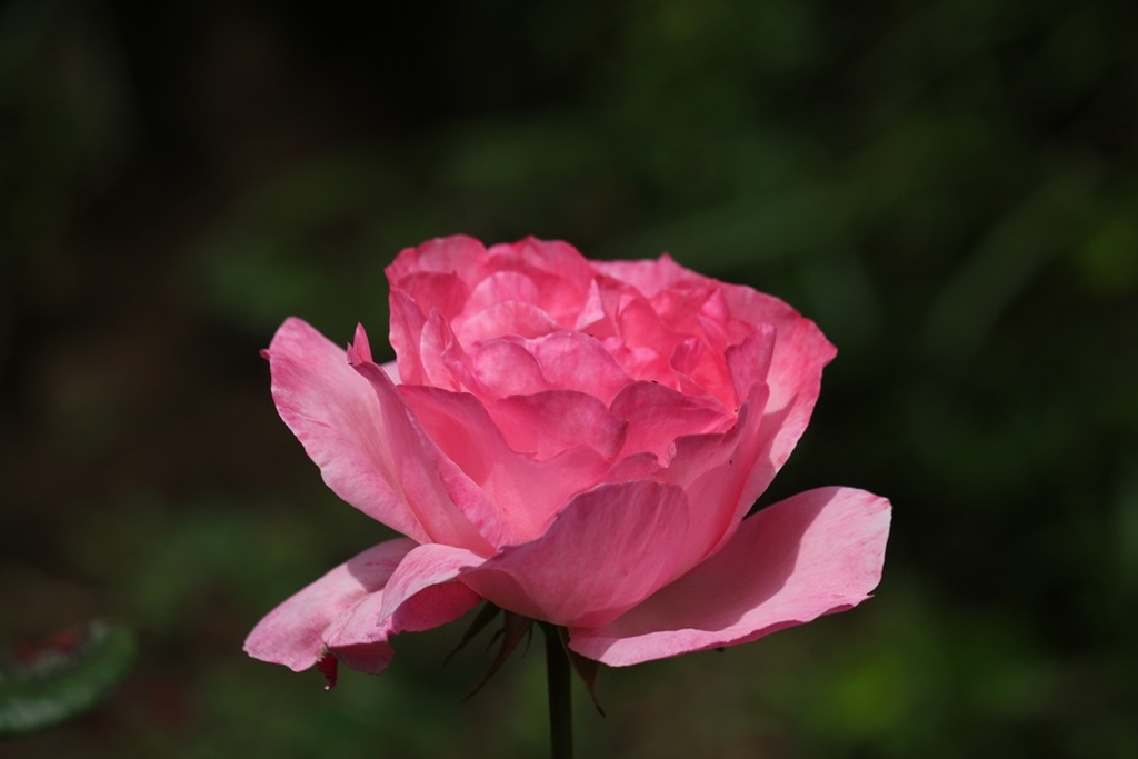 薔薇