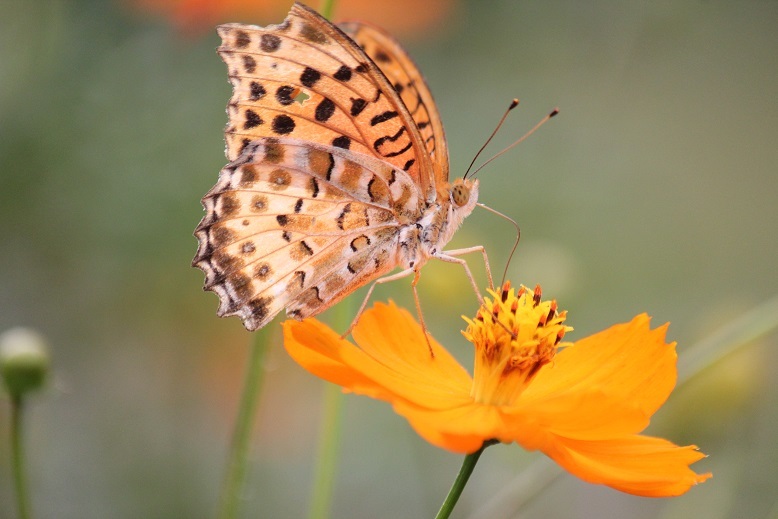 ツマグロヒョウモン