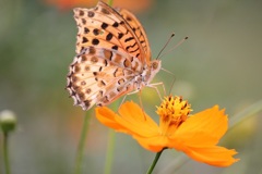 ツマグロヒョウモン