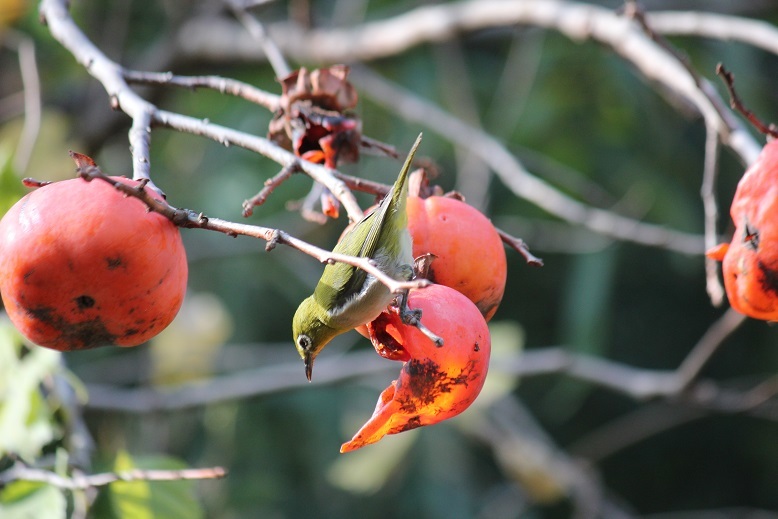 メジロと柿