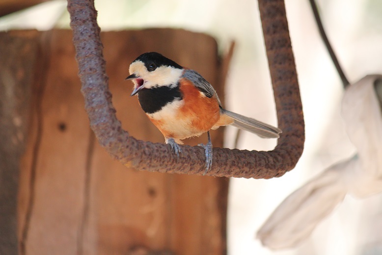 ブランコやまちゃん