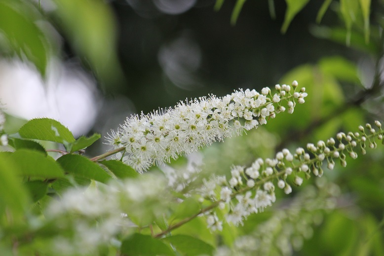 ウワミズザクラ