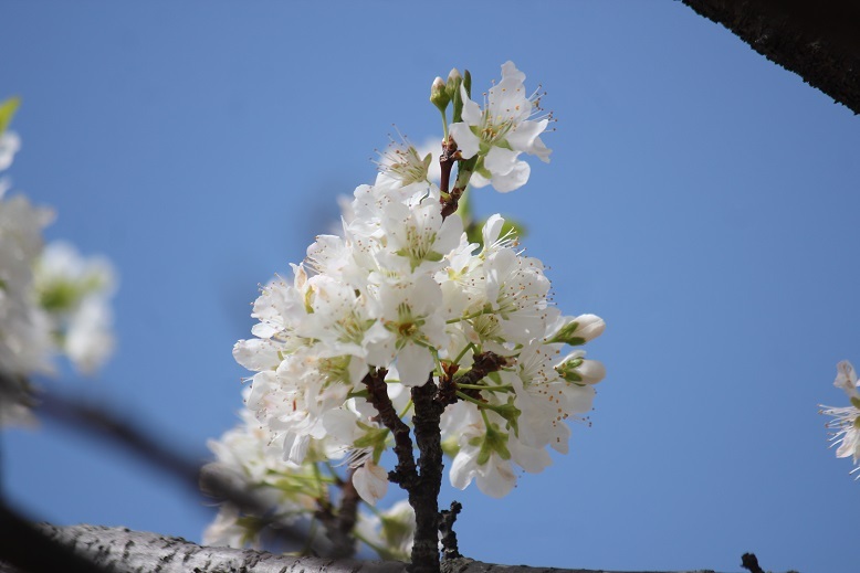 スモモの花