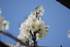 スモモの花