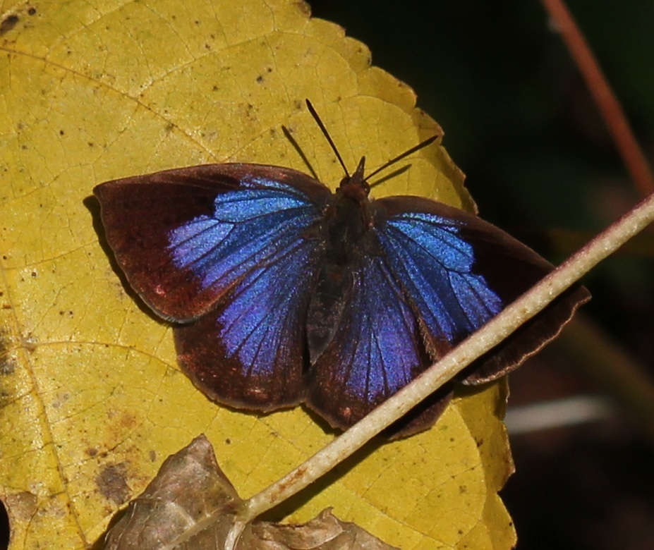 ムラサキシジミ