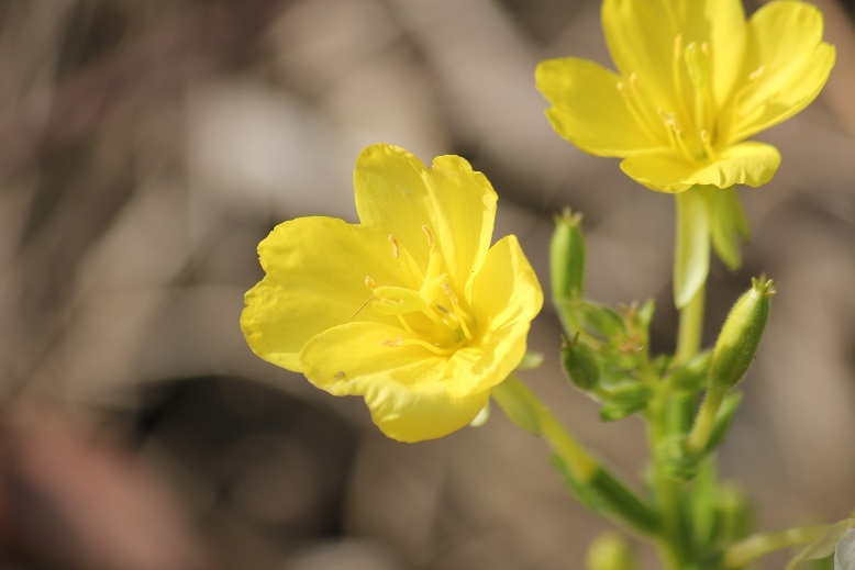 １２月マツヨイグサ
