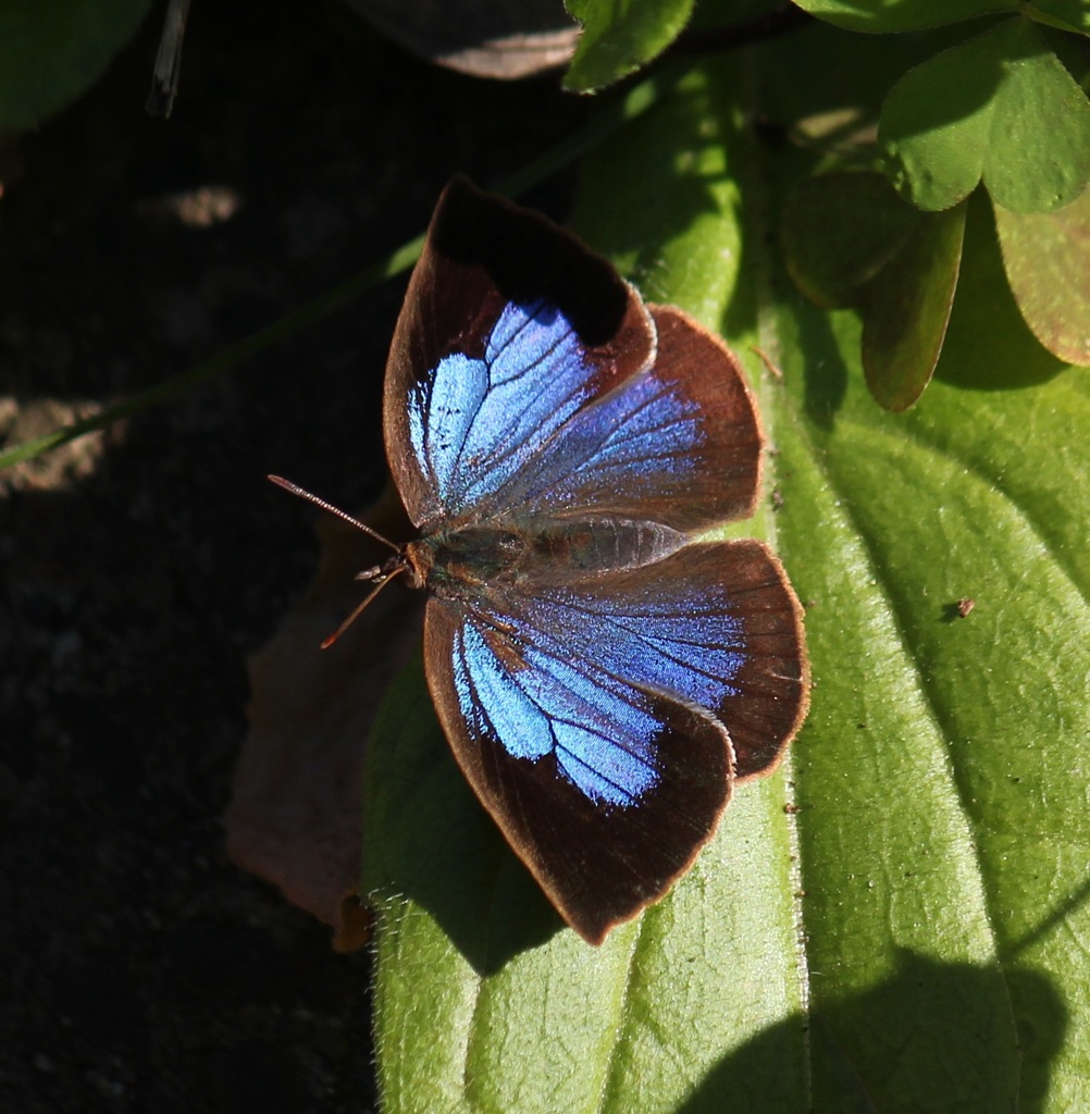 ムラサキシジミ　メス