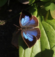 ムラサキシジミ　メス