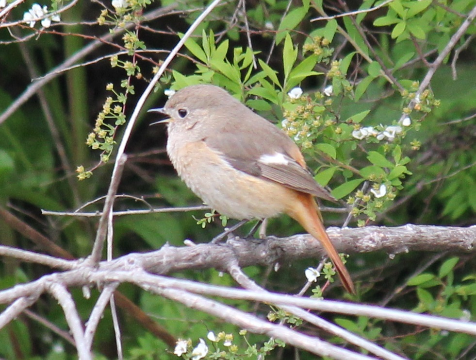 ジョビ子ちゃん