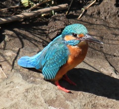 カワセミ