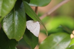 ウラギンシジミ