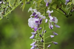 藤の花