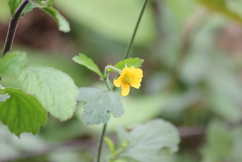 ダイコンソウの花