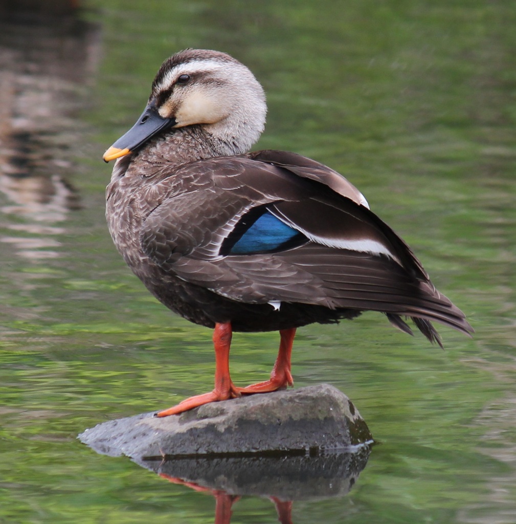 お立ち台に乗るカモ