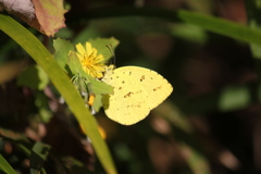 キタキチョウ