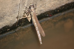 ヤマサナエの羽化