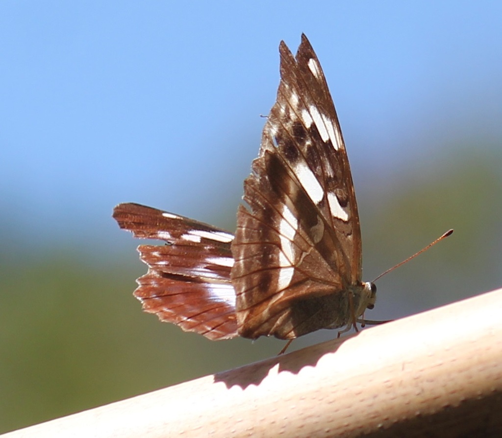 メスグロヒョウモン　メス