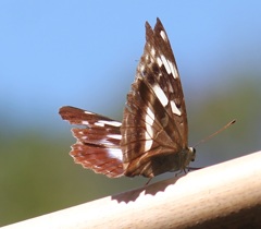 メスグロヒョウモン　メス