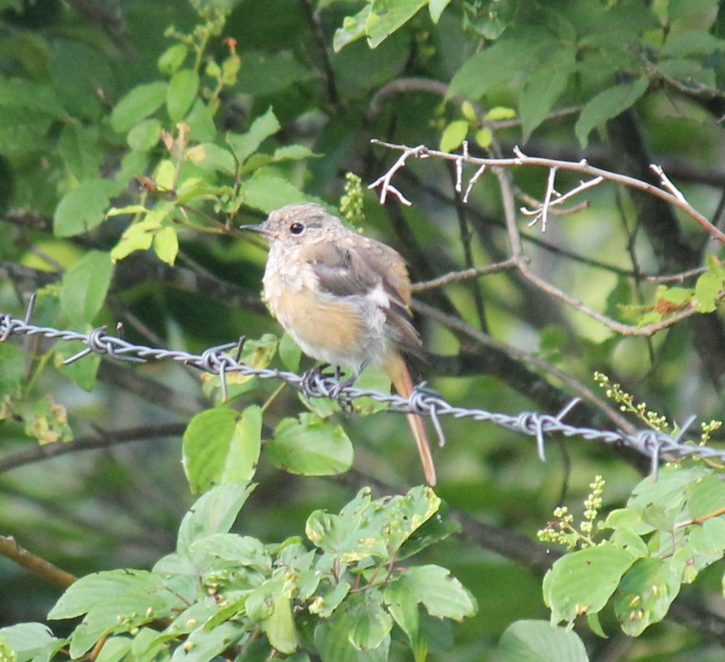 ジョウビタキのメス