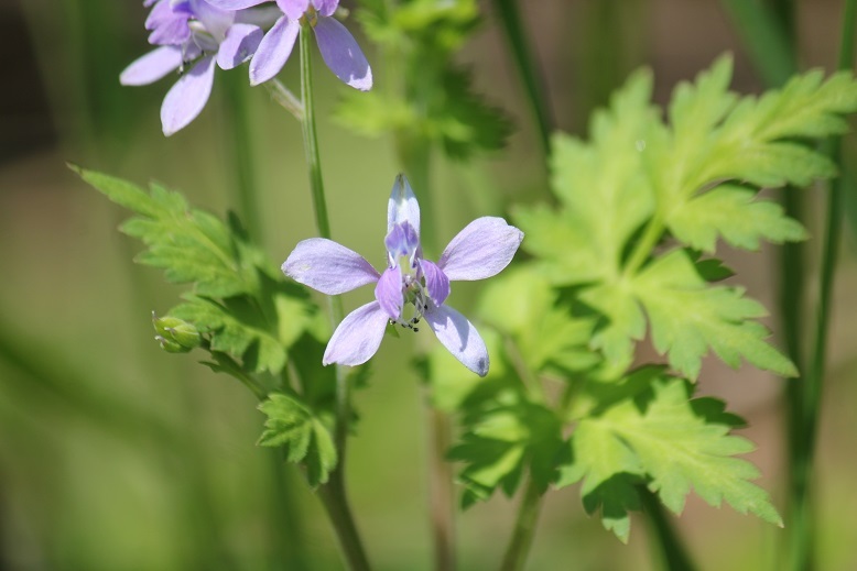 セリバヒエンソウ