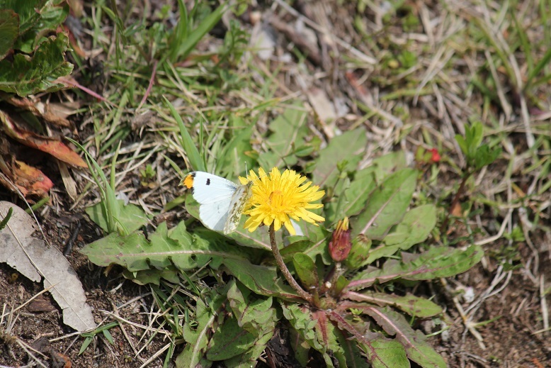 ツマキチョウ