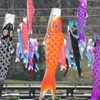 鯉のぼり