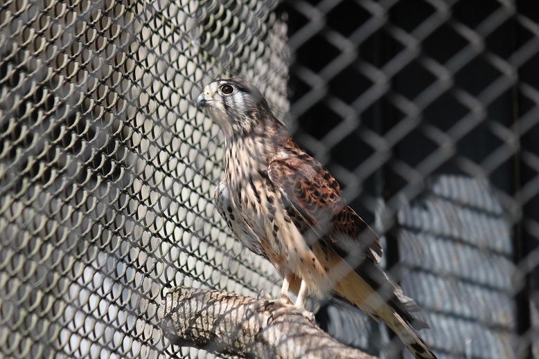 チョウゲンボウ　多摩動物園