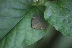 アミガサハゴロモ