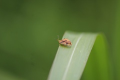 イチモンジカメノコハムシ