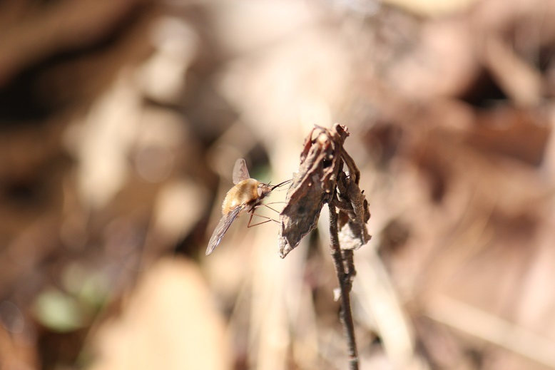 ビロードツリアブ