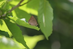 ムラサキシジミ