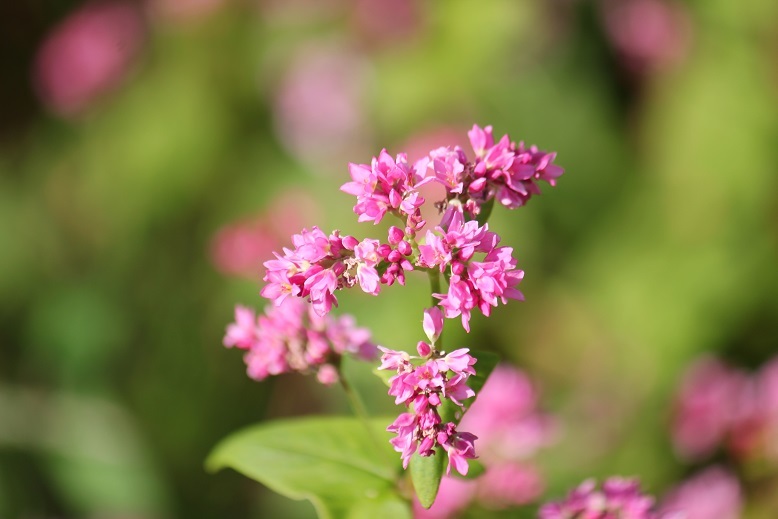 ピンクの蕎麦の花