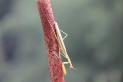 オオカマキリ