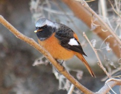 ジョウビタキ　オス