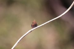 コツバメの綱渡り