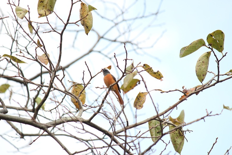 今年もジョビオくんがやって来た