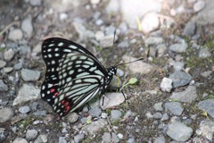 アカボシゴマダラ