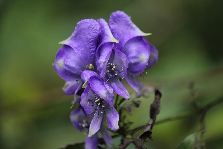 ツクバトリカブト