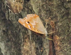 コムラサキのメス