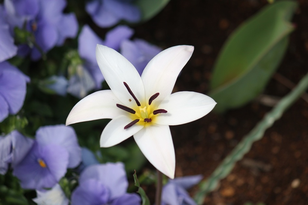 花