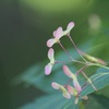 イロハモミジの種
