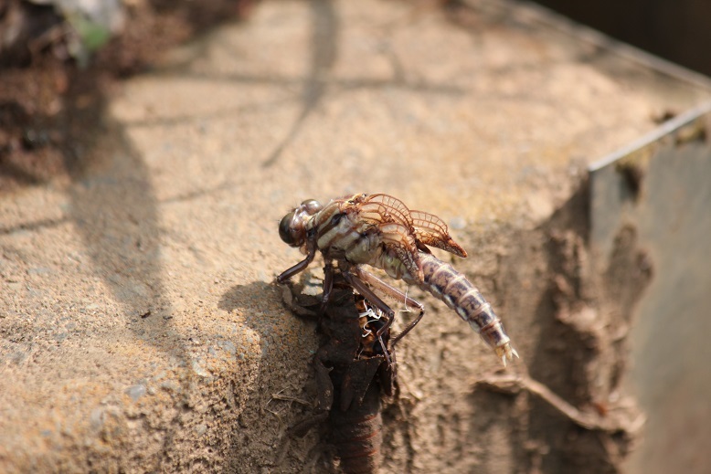 ヤマサナエの羽化5