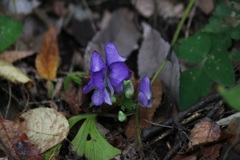 ツクバトリカブト